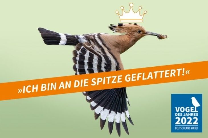 vogel-des-Jahres-2022-wiedehopf