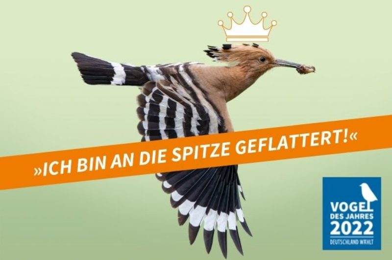 vogel-des-Jahres-2022-wiedehopf